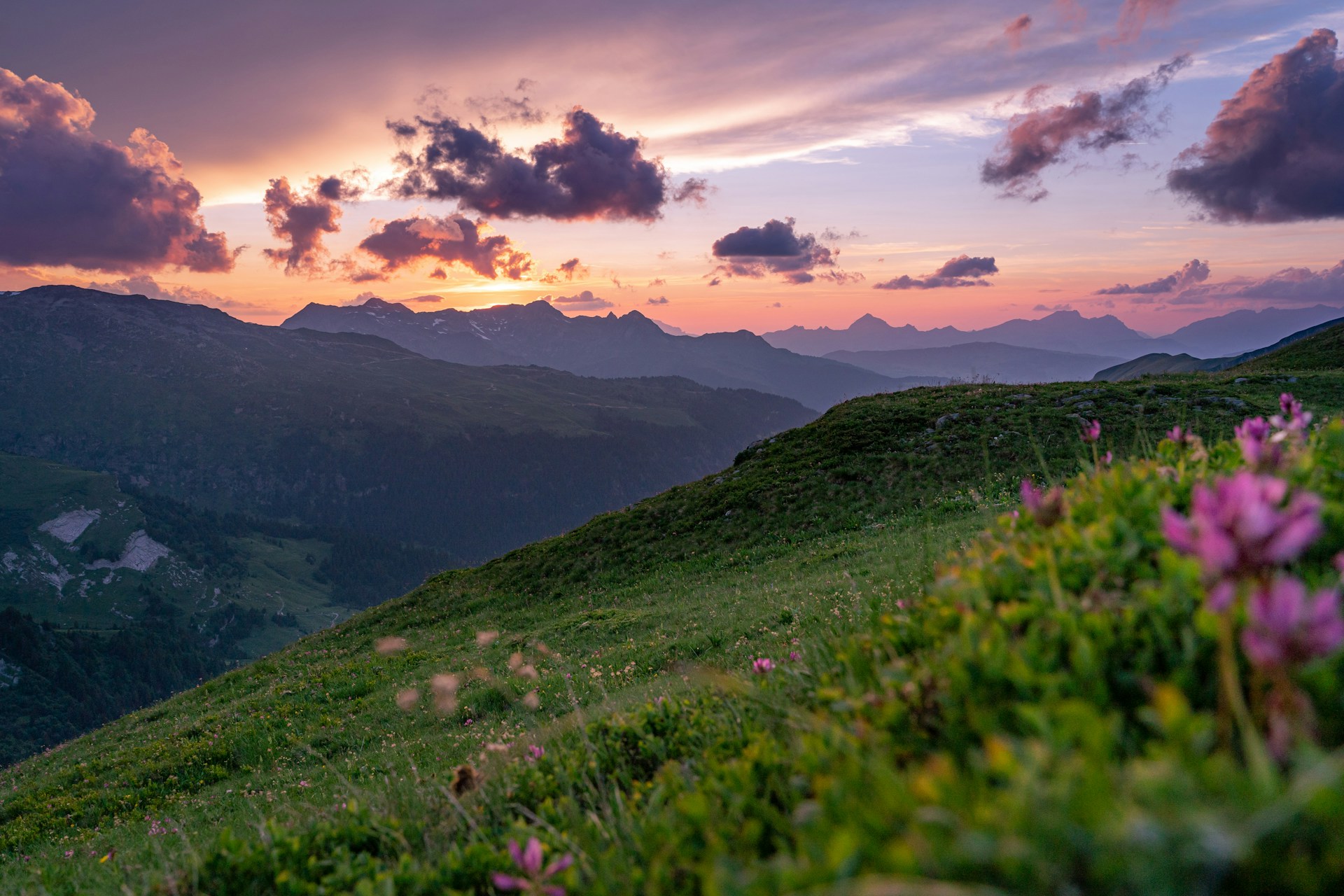 Alpine flowers with mountains at dusk